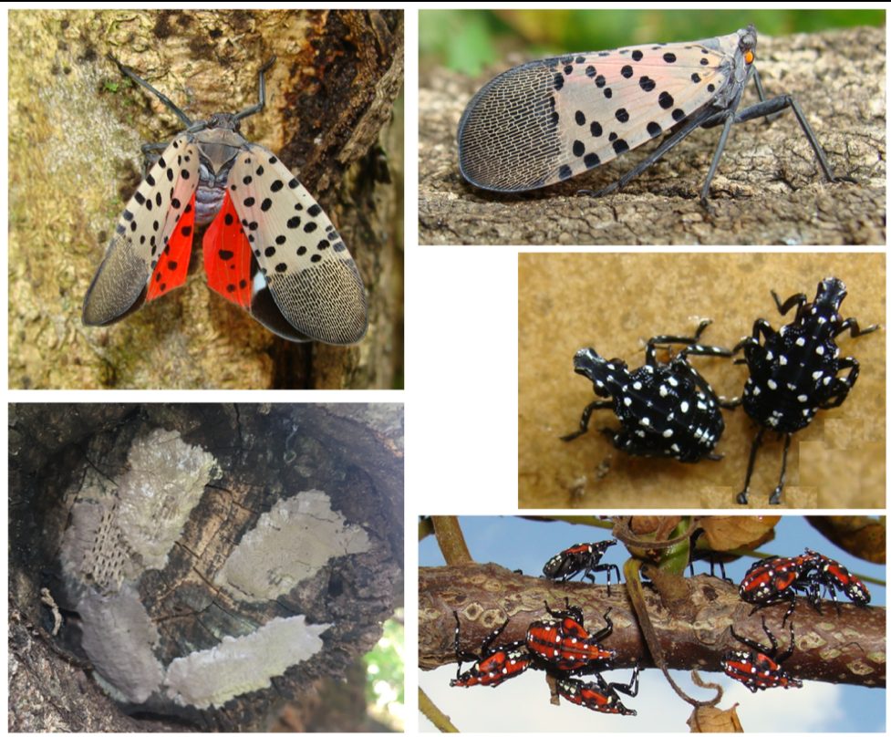 spotted-lanternfly-virginia-2022